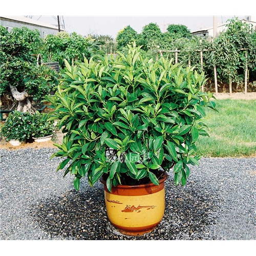 非洲茉莉